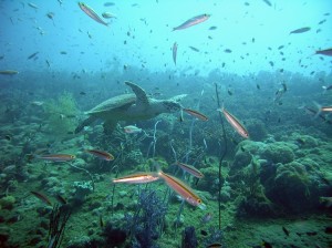 Great_Barrier_Reef